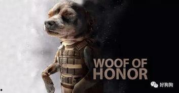 娱乐吃瓜汪星人是谁