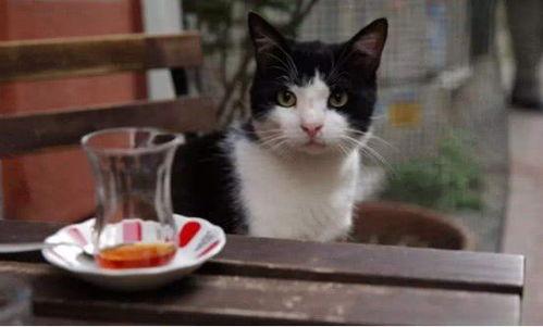 娱乐吃瓜君猫,揭秘娱乐圈那些不为人知的幕后故事